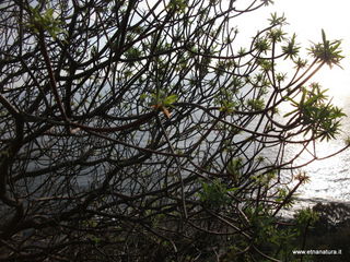 nta Maria la Scala-13-11-2012 08-37-27